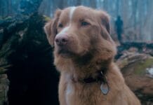 Cartaz de “Bom Menino” antecipa o clima de medo do novo terror terror pela visaão de um cachorro chega aos cinemas em outubro