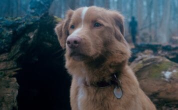 Cartaz de “Bom Menino” antecipa o clima de medo do novo terror terror pela visaão de um cachorro chega aos cinemas em outubro